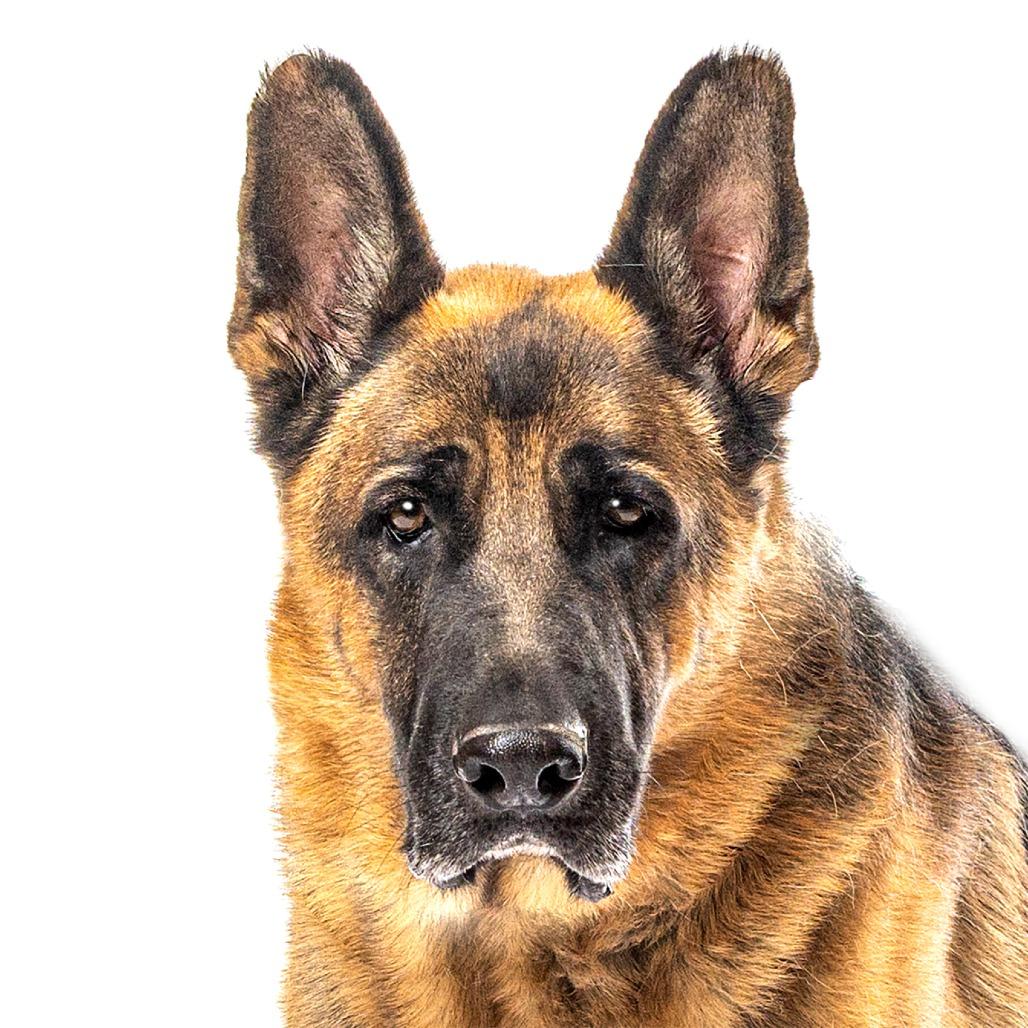 Enlarge Frito Pie, a Adoptable German Shepherd Dog in Reno, NV image 4/4