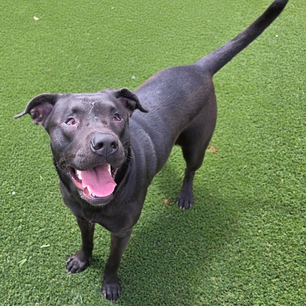 Stevie, Adoptable, Adult Female Pit Bull Terrier & Labrador Retriever.