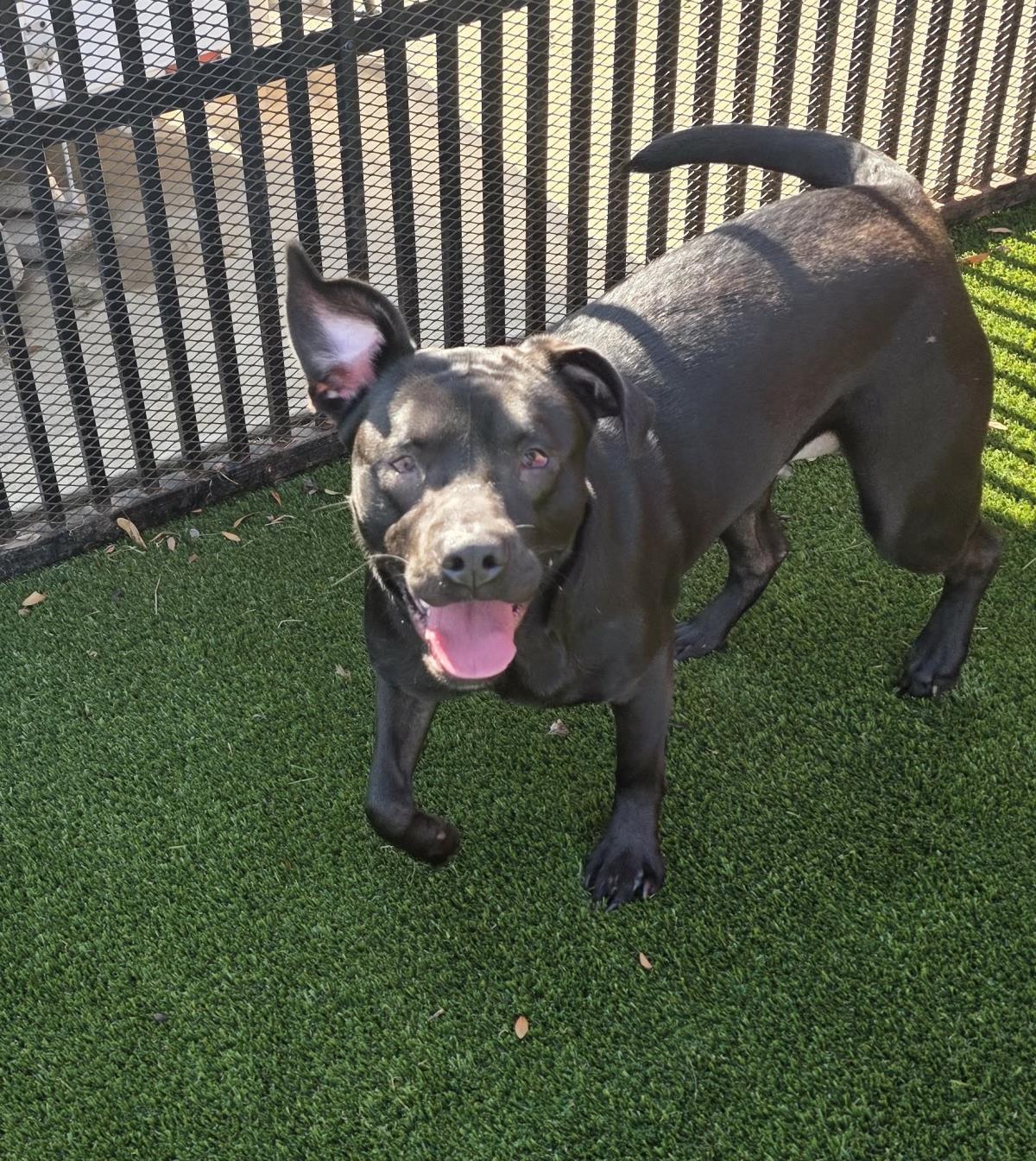Stevie, a Adoptable mixed breed in Rockwall, TX image 2/3