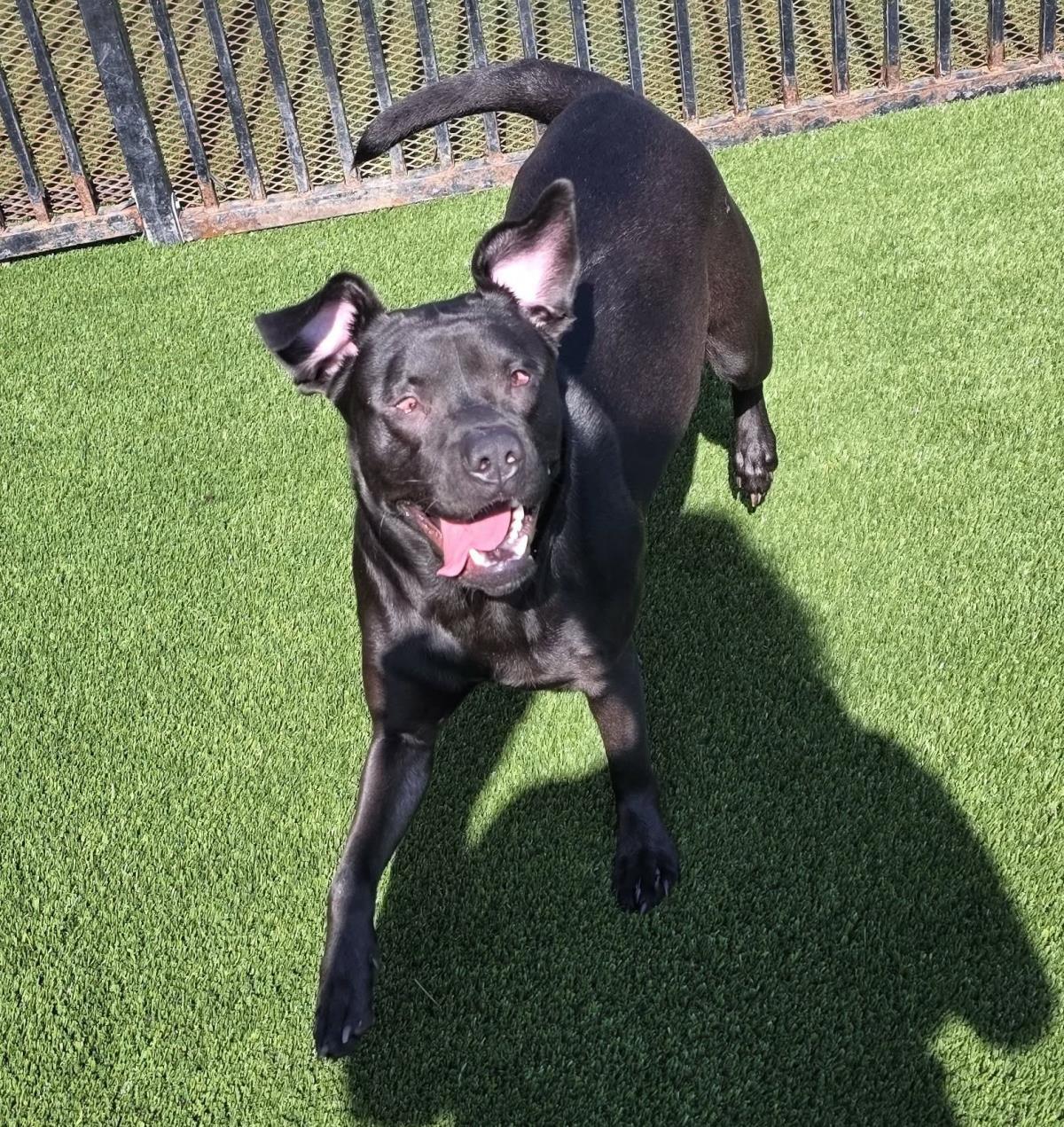 Stevie, a Adoptable mixed breed in Rockwall, TX image 3/3