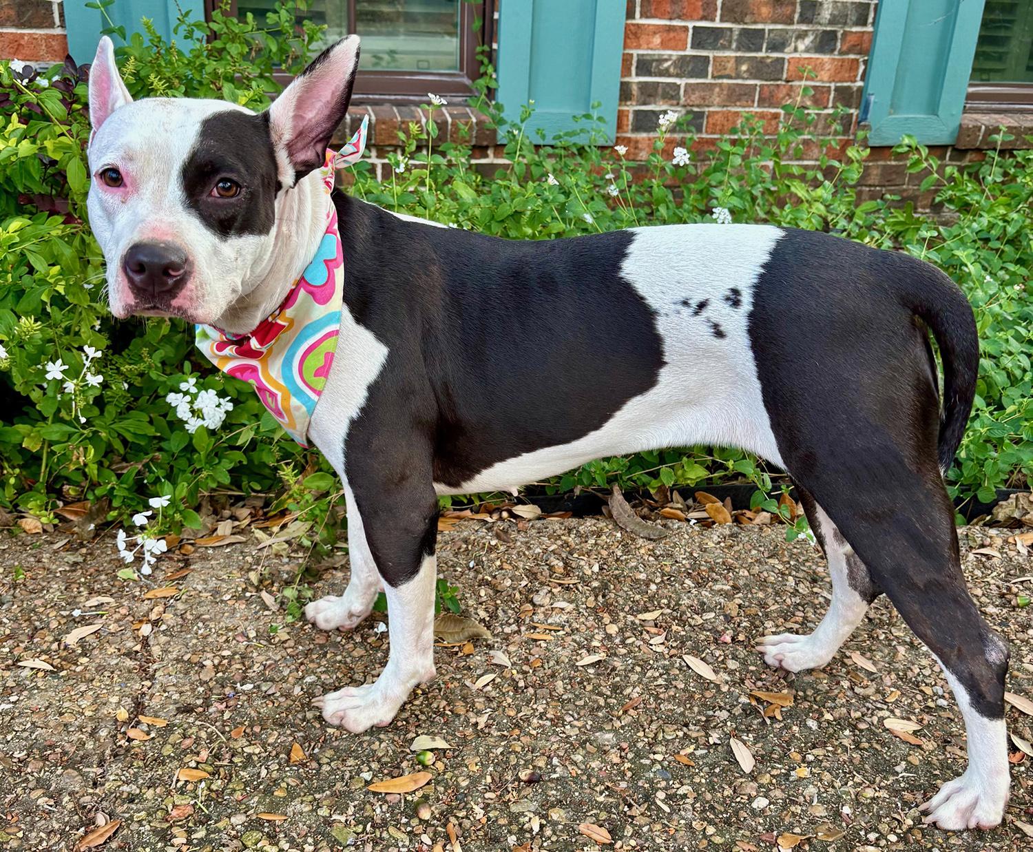 Darling DAISY - Super Calm & Sweet!, Adoptable, Adult Female Terrier & Pit Bull Terrier.