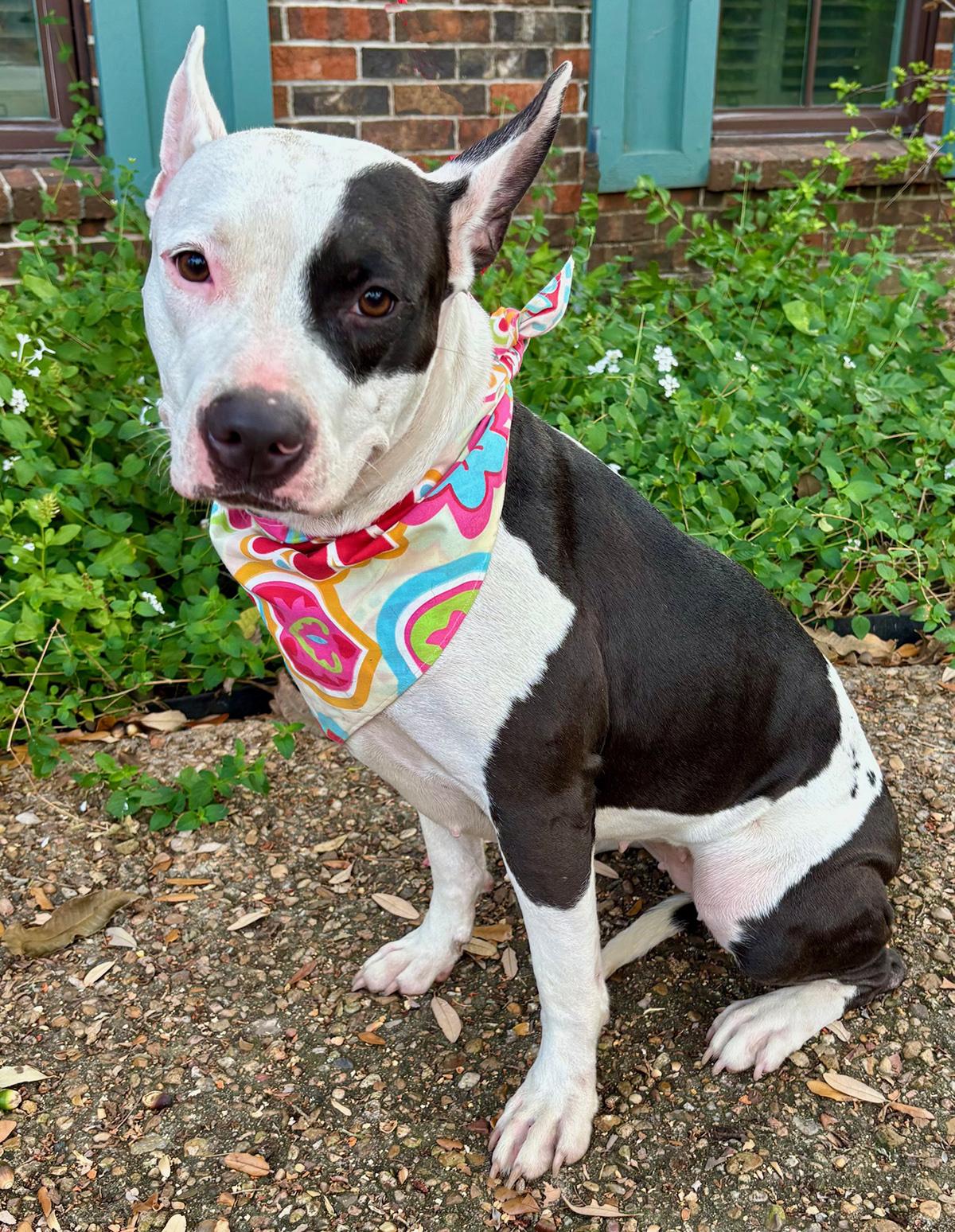 Enlarge Darling DAISY - Super Calm & Sweet!, a Adoptable mixed breed in Brattleboro, VT image 6/6