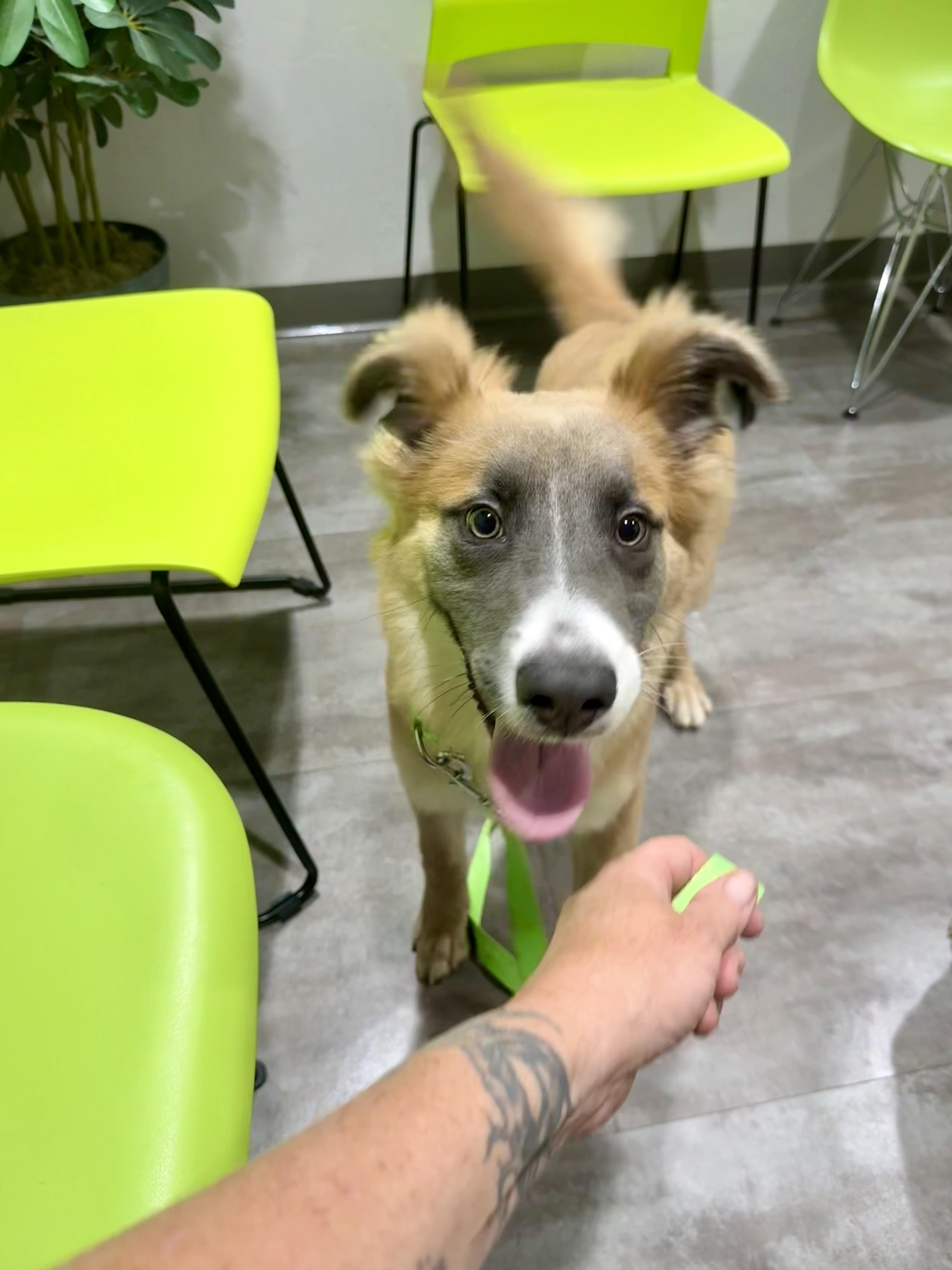 Enlarge Bear, a Adoptable mixed breed in Tucson, AZ image 2/3