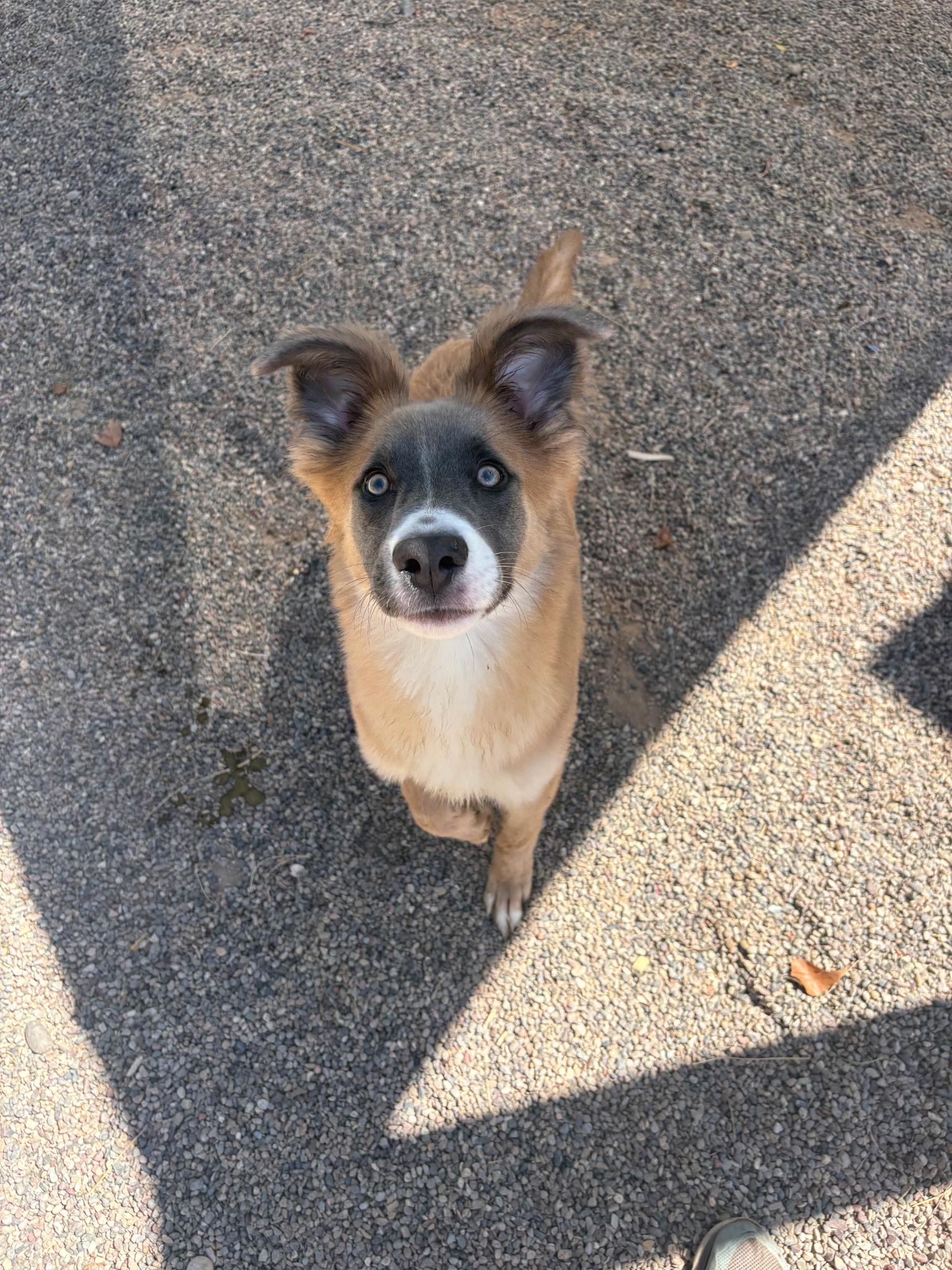 Enlarge Bear, a Adoptable mixed breed in Tucson, AZ image 3/3
