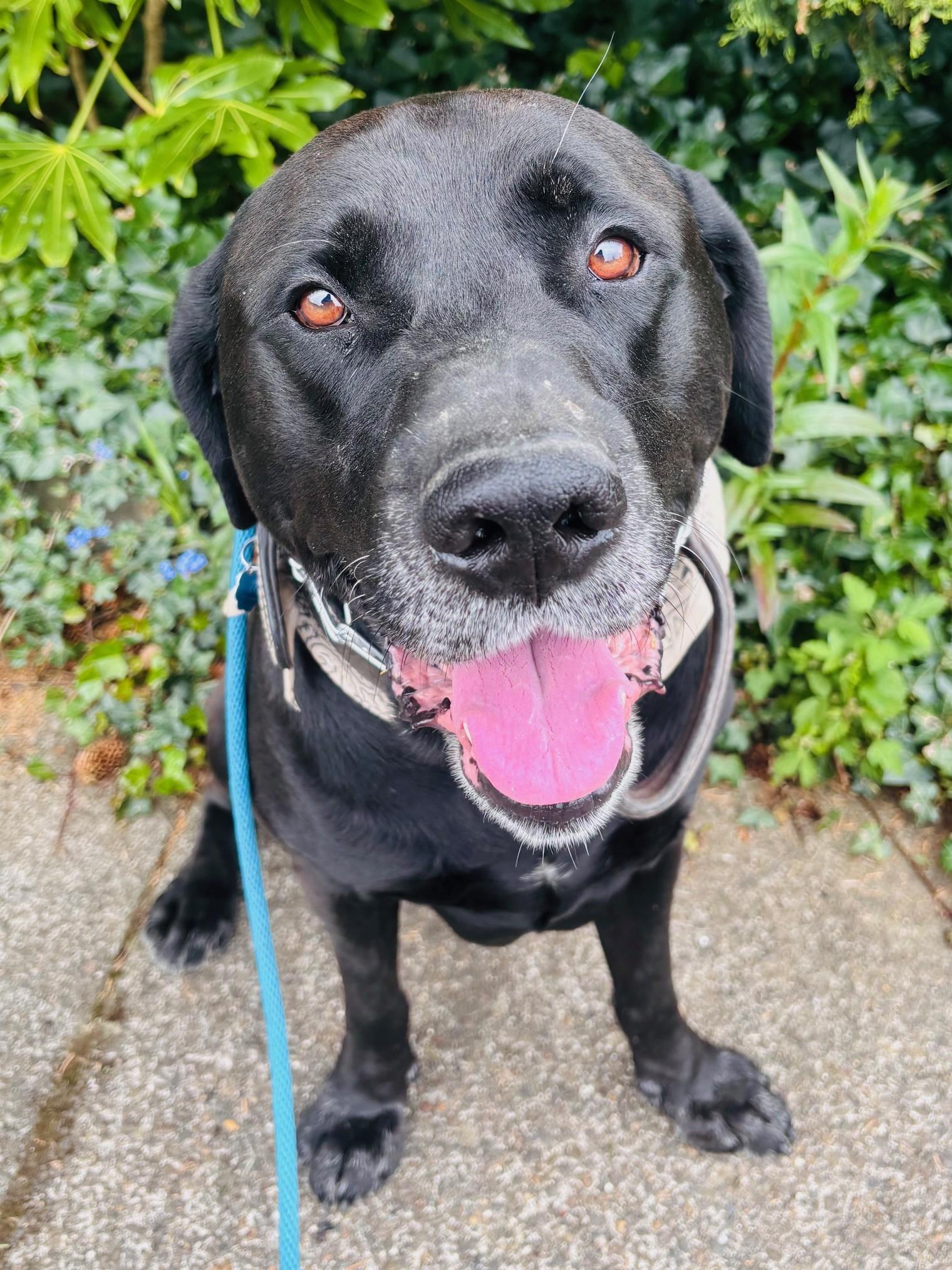Lee, ADOPTABLE, Adult Male Mastiff.