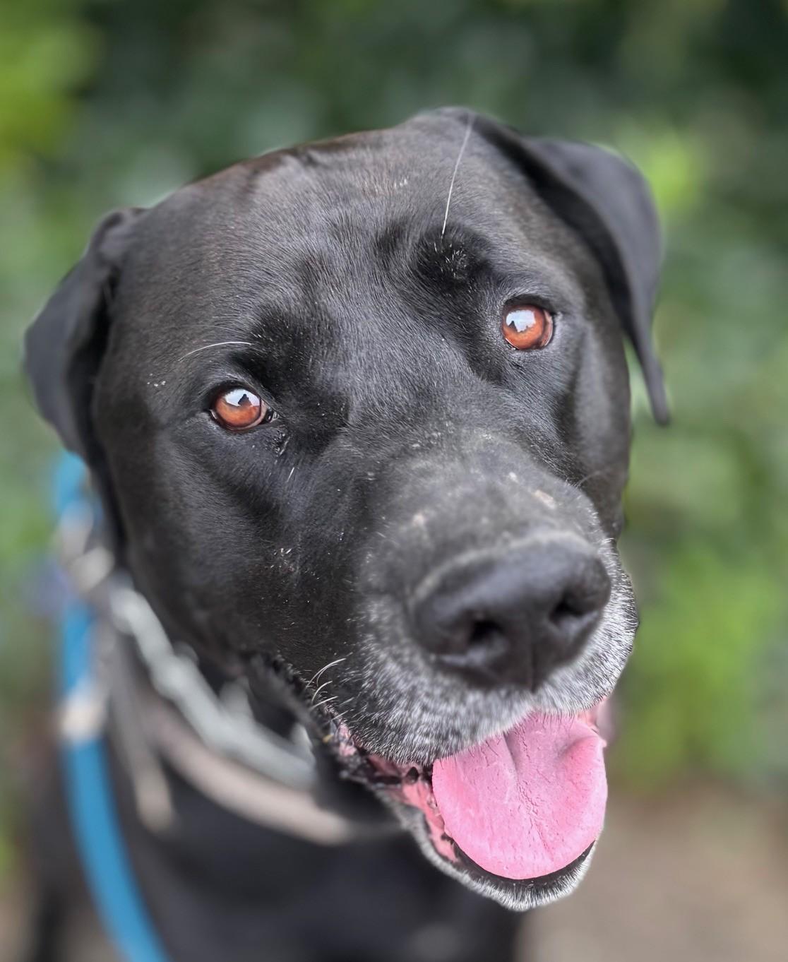 Enlarge Lee, a ADOPTABLE Mastiff in Waldport, OR image 2/3