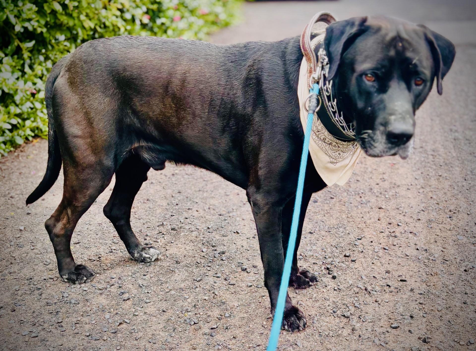 Enlarge Lee, a ADOPTABLE Mastiff in Waldport, OR image 3/3