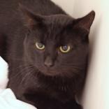 Enlarge Osaka, a Adoptable Domestic Short Hair in Hilliard, OH image 1/1