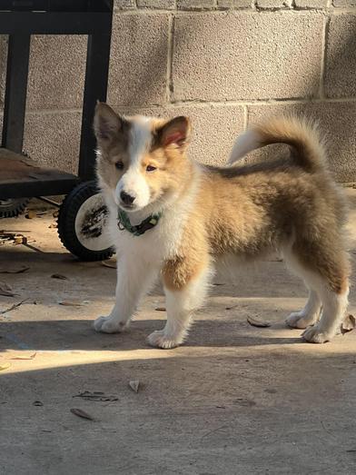 Artemis — thumbnail 4