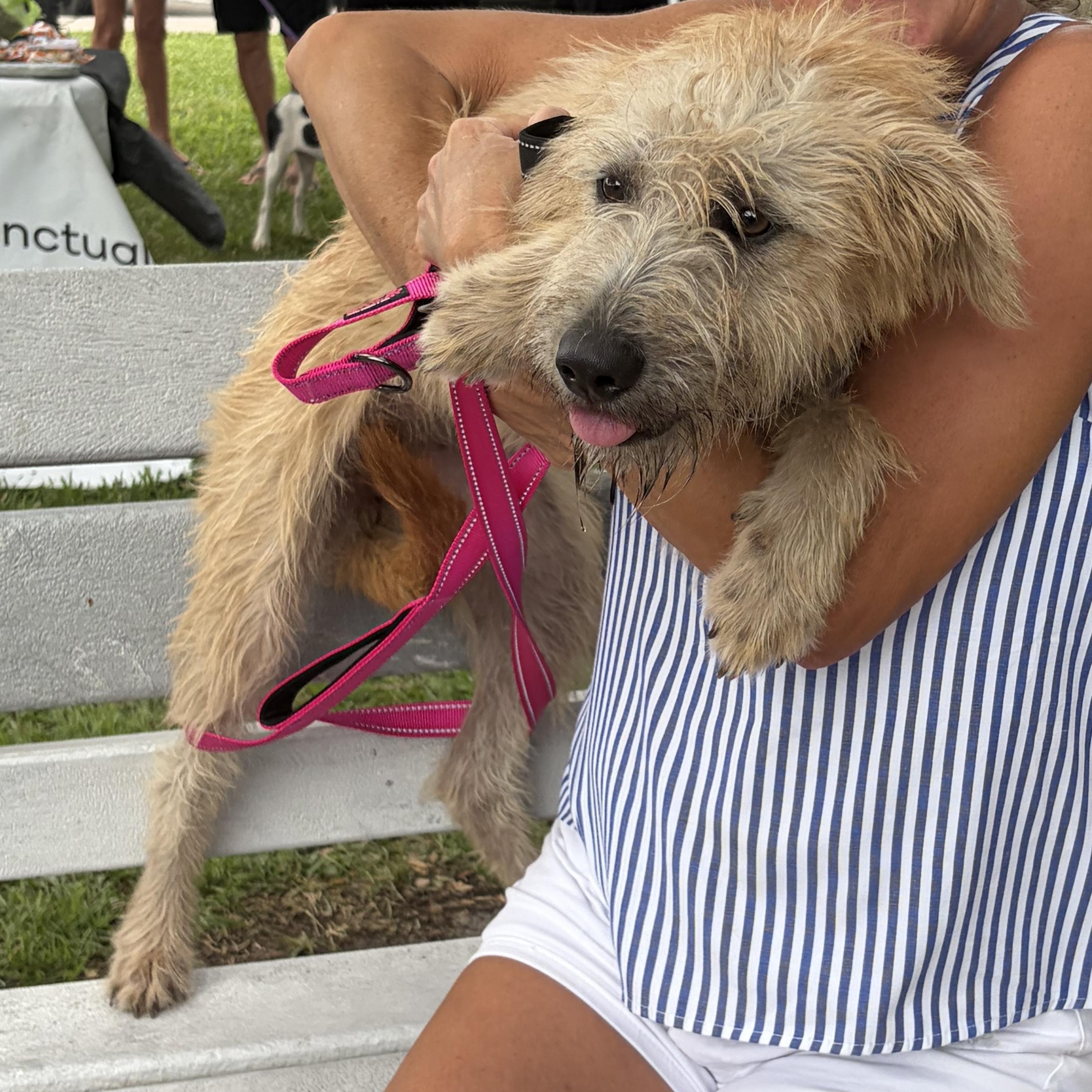 Sunny D, Adoptable, Young Female Wirehaired Terrier.