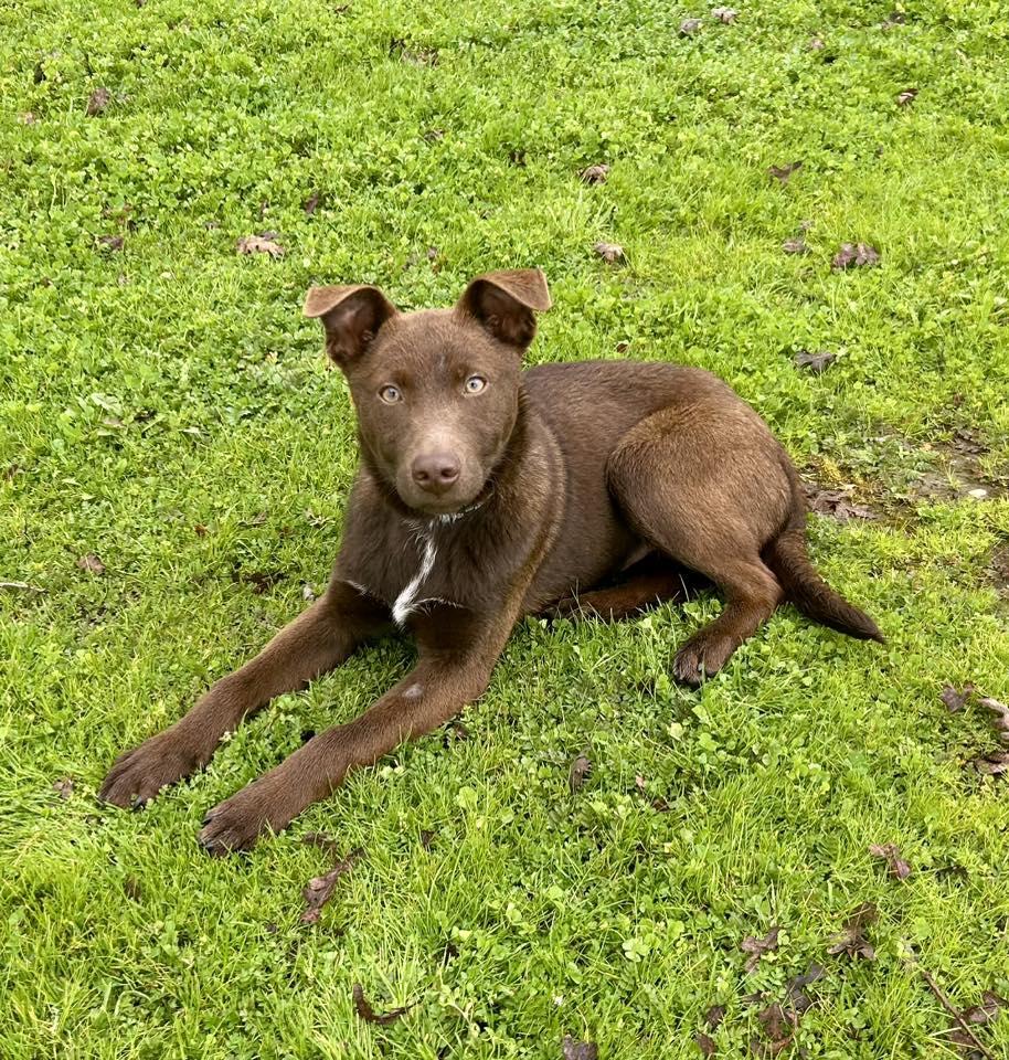 Hershey, a Adopted mixed breed in Paso Robles, CA image 1/3
