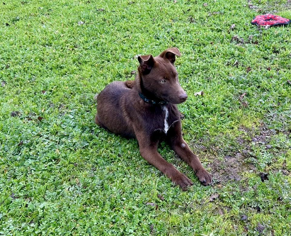 Hershey, a Adopted mixed breed in Paso Robles, CA image 2/3