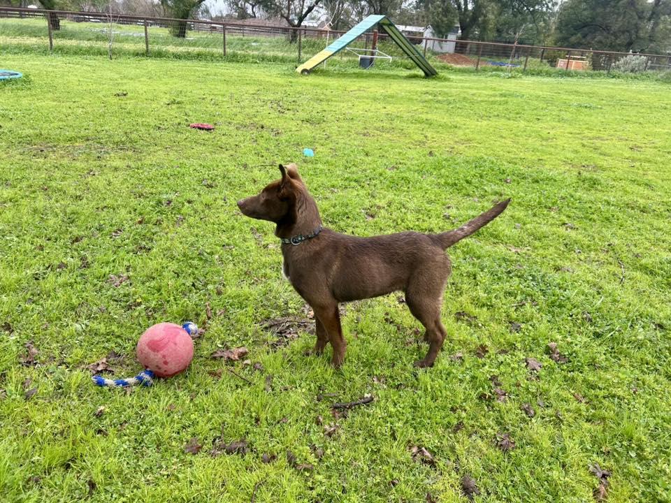 Hershey, a Adopted mixed breed in Paso Robles, CA image 3/3