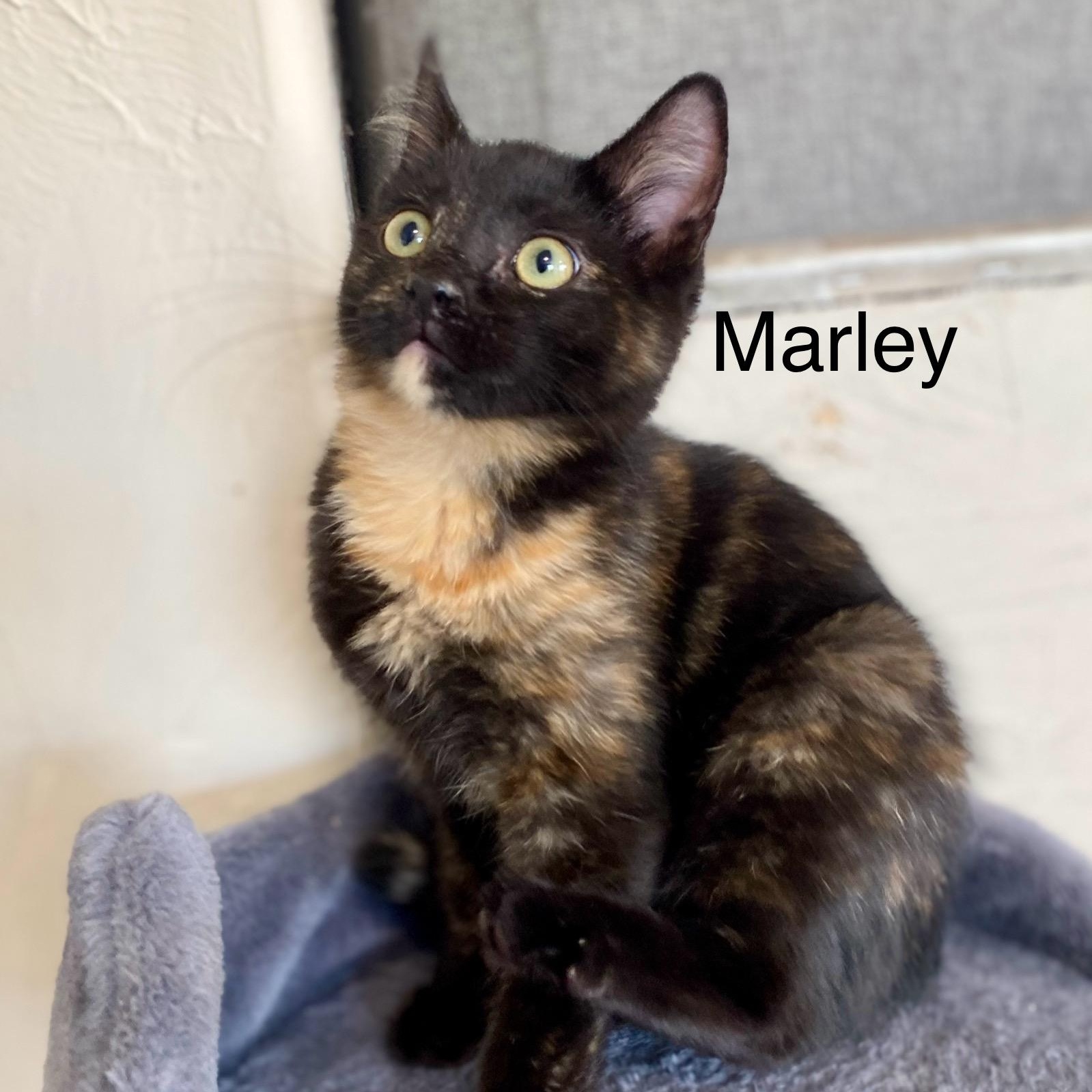 Marley, an adoptable Tortoiseshell in Blackfoot, ID, 83221 | Photo Image 1