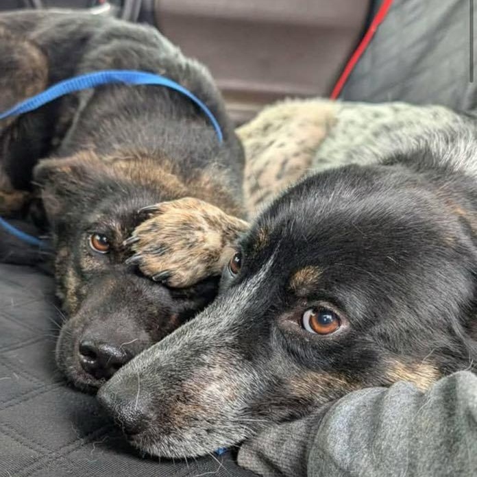 Meet Huck & Hensley – A Bonded Pair of Herding Hearts photo 2
