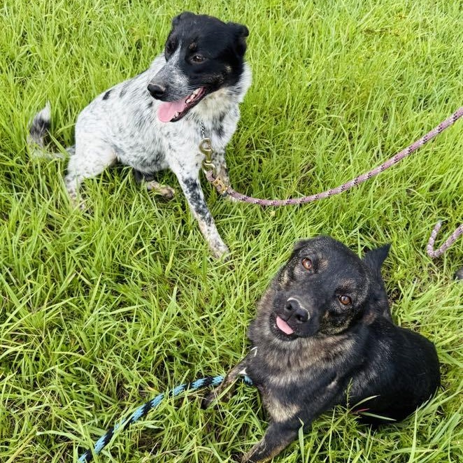 Meet Huck & Hensley – A Bonded Pair of Herding Hearts photo 6