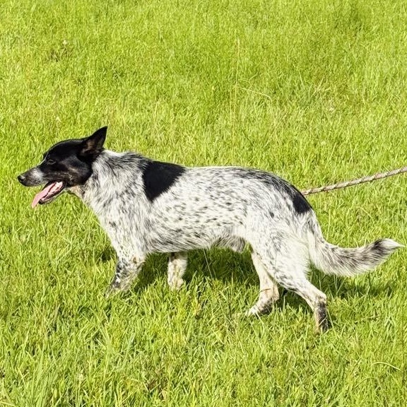 Meet Huck & Hensley – A Bonded Pair of Herding Hearts photo 4