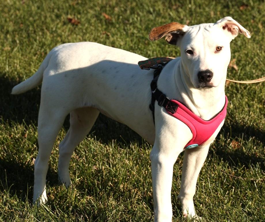 Mabel-Available 12/14@Petsmart! www.lhar.dog to apply!, Adoptable, Puppy Female Terrier & Mixed Breed.