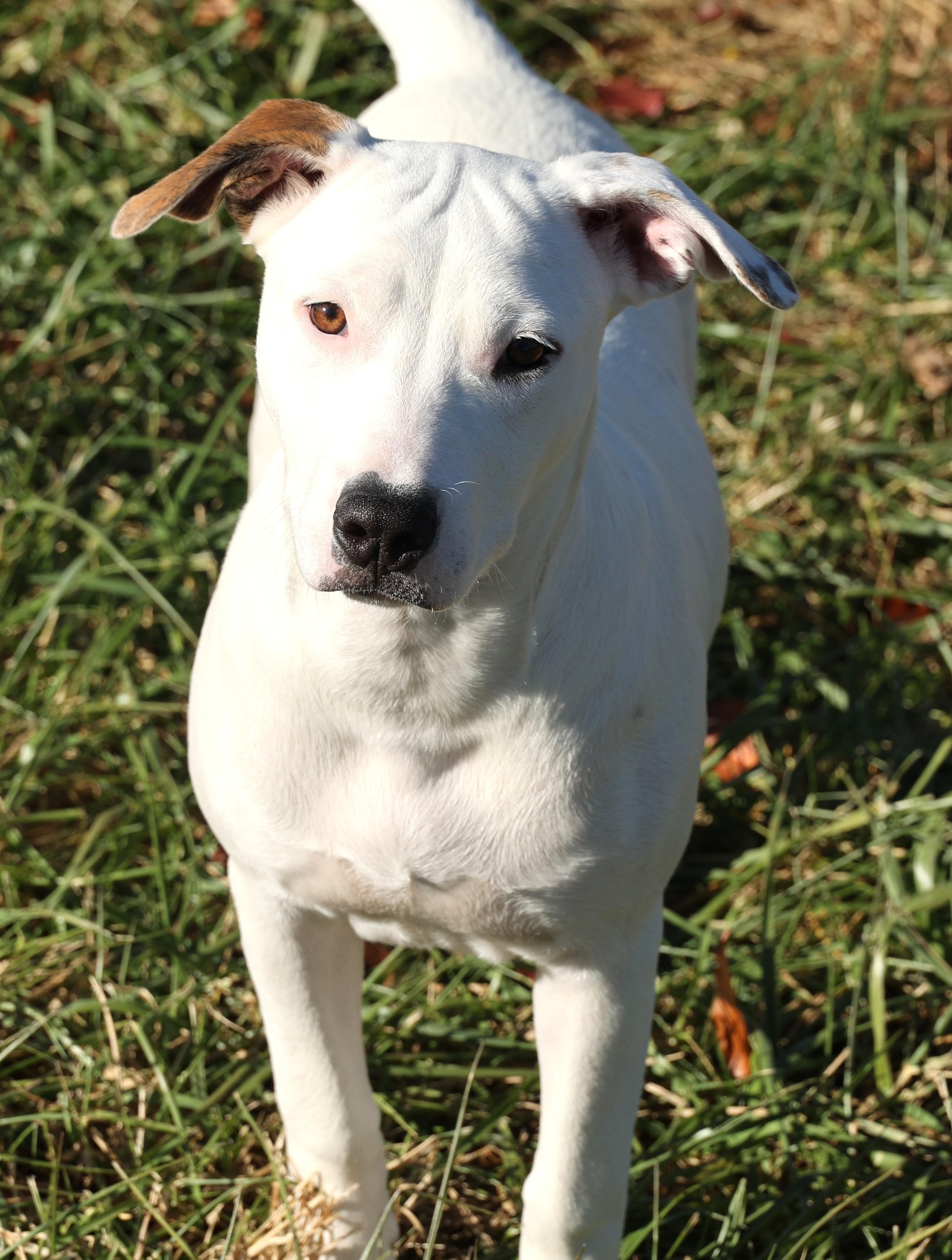 Mabel-Available!  www.lhar.dog to apply!, Adoptable, Puppy Female Pit Bull Terrier & Mixed Breed.