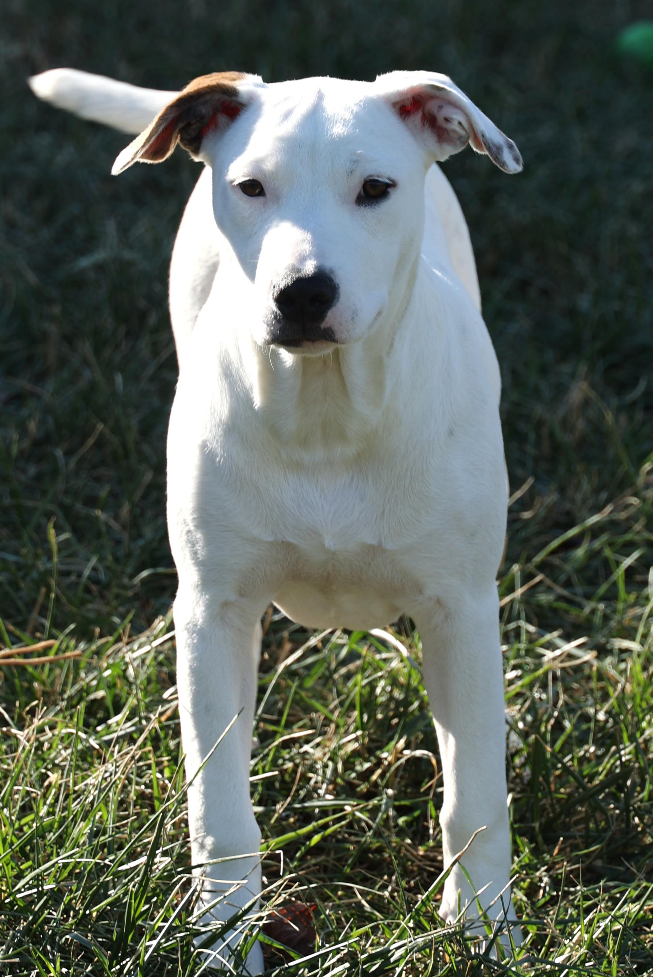 Mabel-Available! www.lhar.dog to apply!, a Adoptable mixed breed in Frederick, MD image 5/6