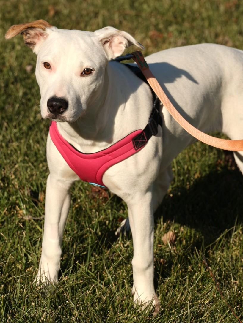 Mabel-Available 12/14@Petsmart! www.lhar.dog to apply!, a Adoptable mixed breed in Frederick, MD image 2/4