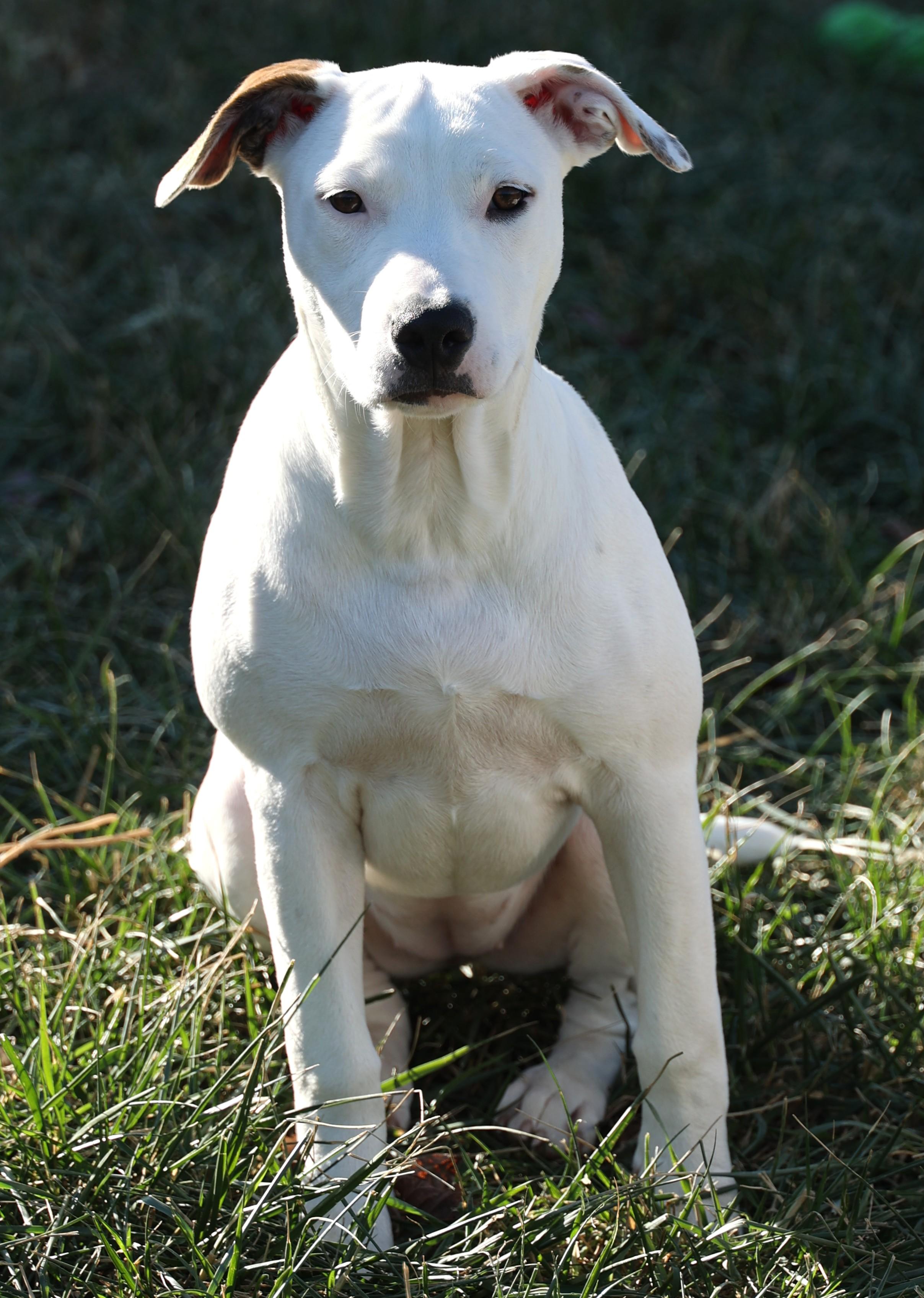 Mabel-Available! www.lhar.dog to apply!, a Adoptable mixed breed in Frederick, MD image 4/6