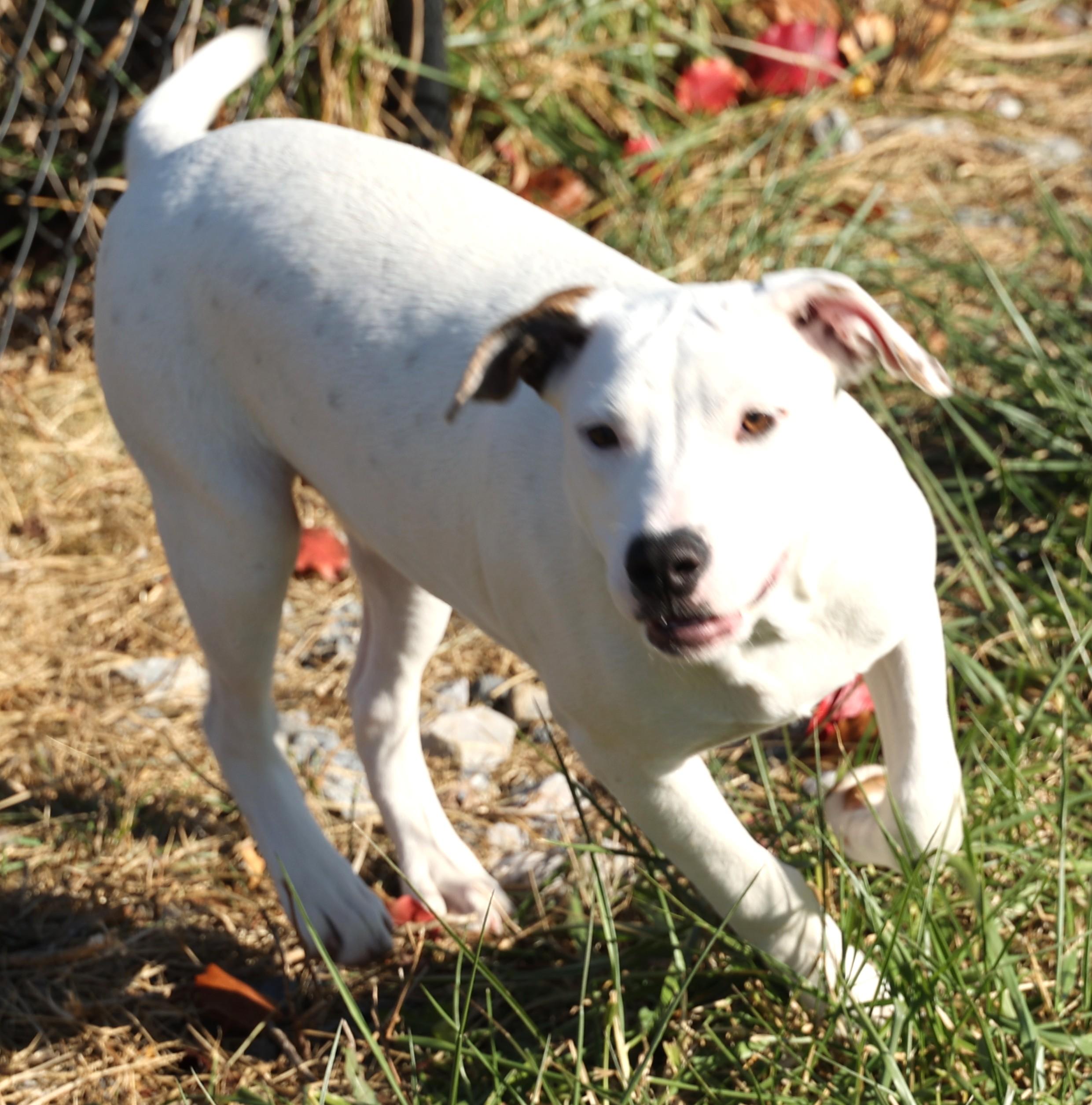 Mabel-Available! www.lhar.dog to apply!, a Adoptable mixed breed in Frederick, MD image 6/6