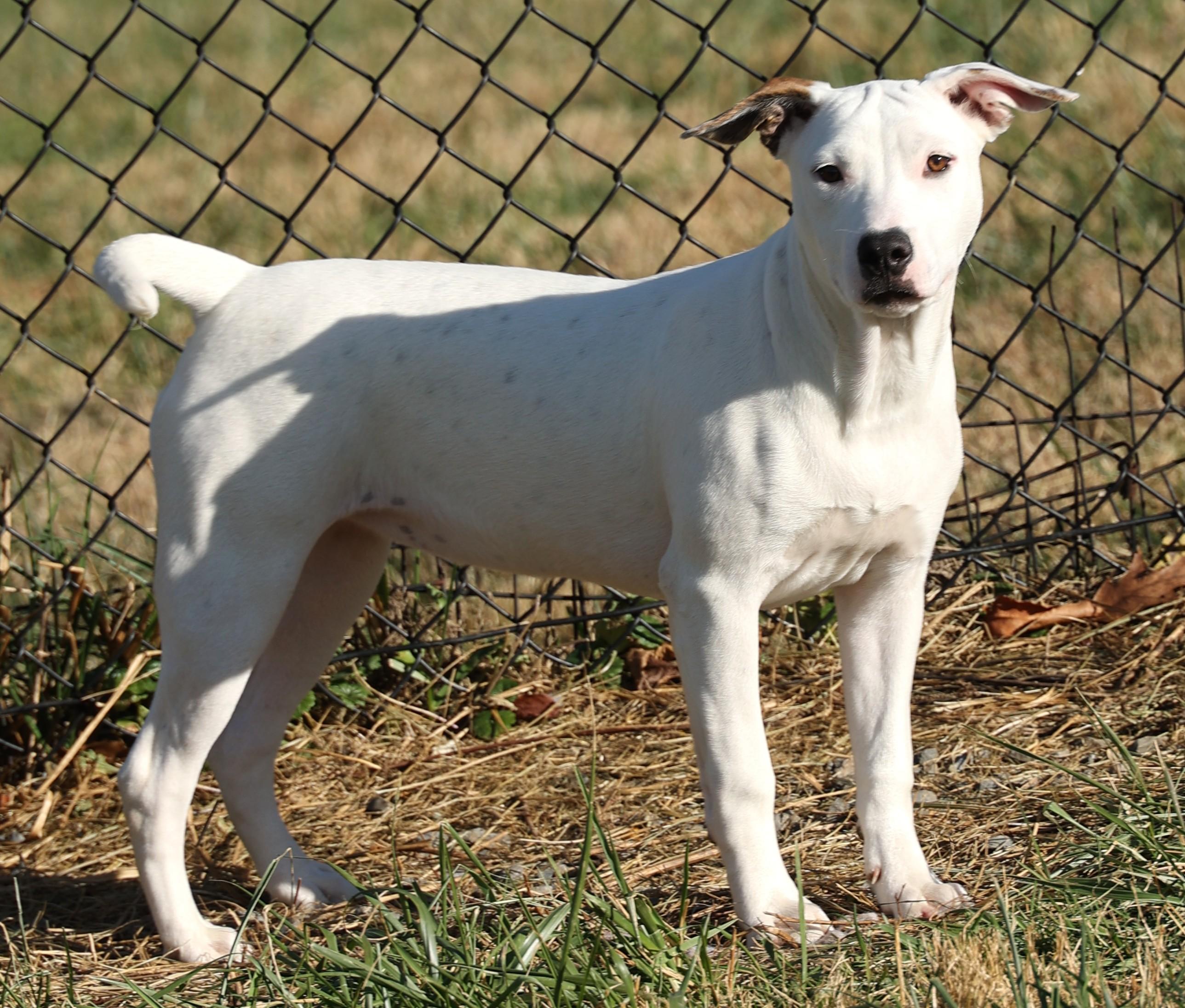 Mabel-Available! www.lhar.dog to apply!, a Adoptable mixed breed in Frederick, MD image 2/6