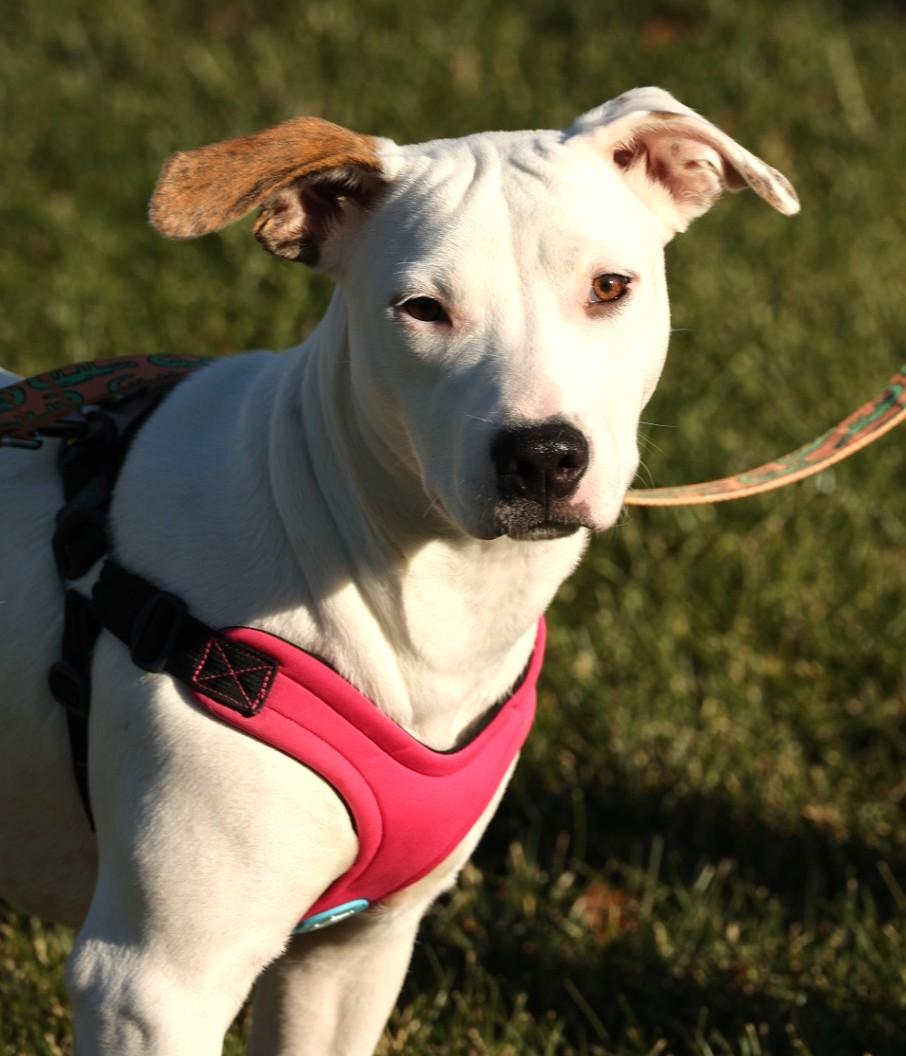 Mabel-Available 12/14@Petsmart! www.lhar.dog to apply!, a Adoptable mixed breed in Frederick, MD image 4/4