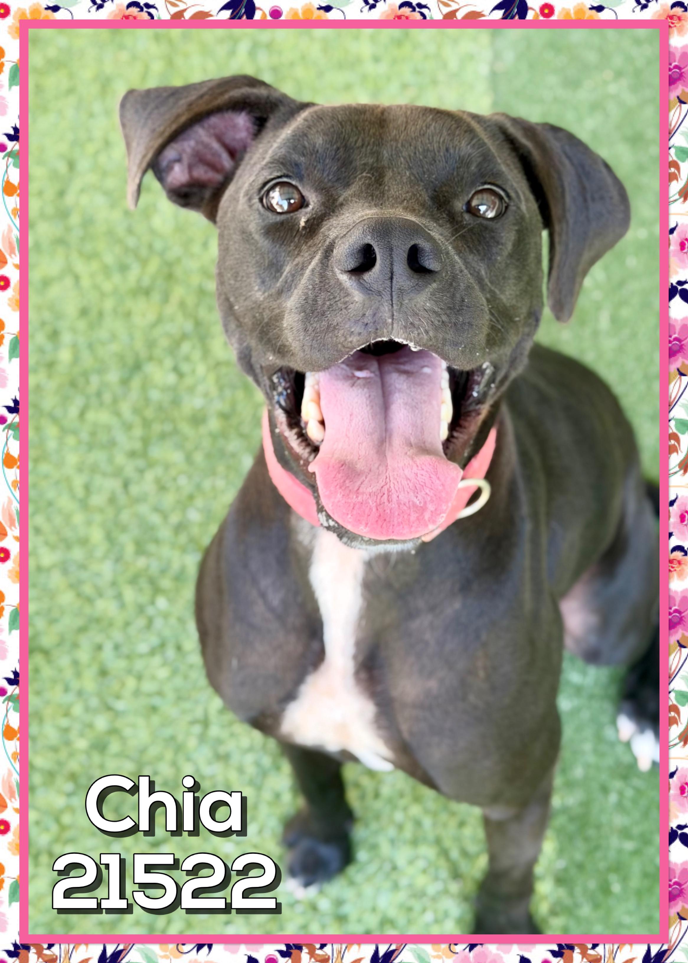 CHIA, Adoptable, Adult Female Black Labrador Retriever.