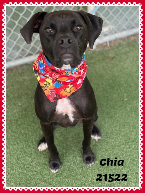 Enlarge CHIA, a Adoptable mixed breed in Marietta, GA image 3/5