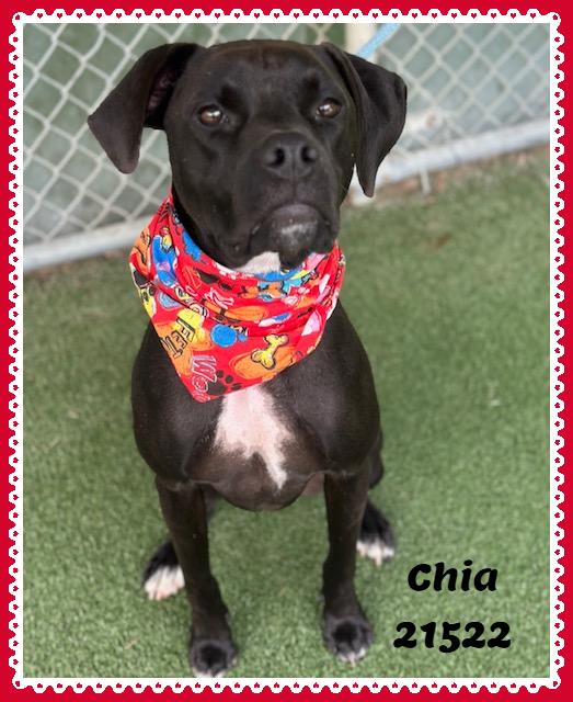 Enlarge CHIA, a Adoptable mixed breed in Marietta, GA image 2/5