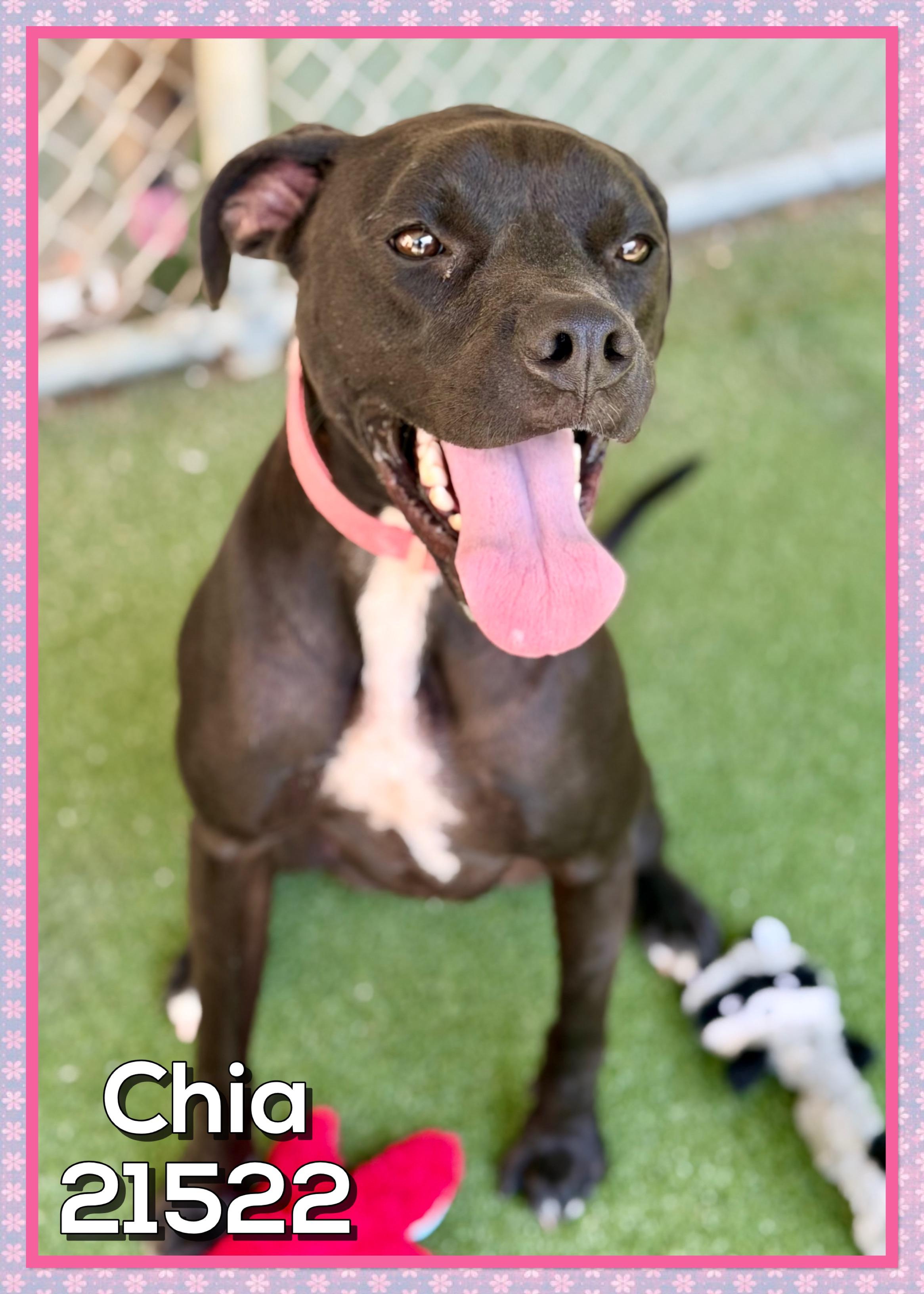 Enlarge CHIA, a Adoptable mixed breed in Marietta, GA image 5/5