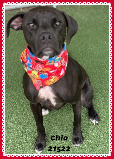 Enlarge CHIA, a Adoptable mixed breed in Marietta, GA image 4/5