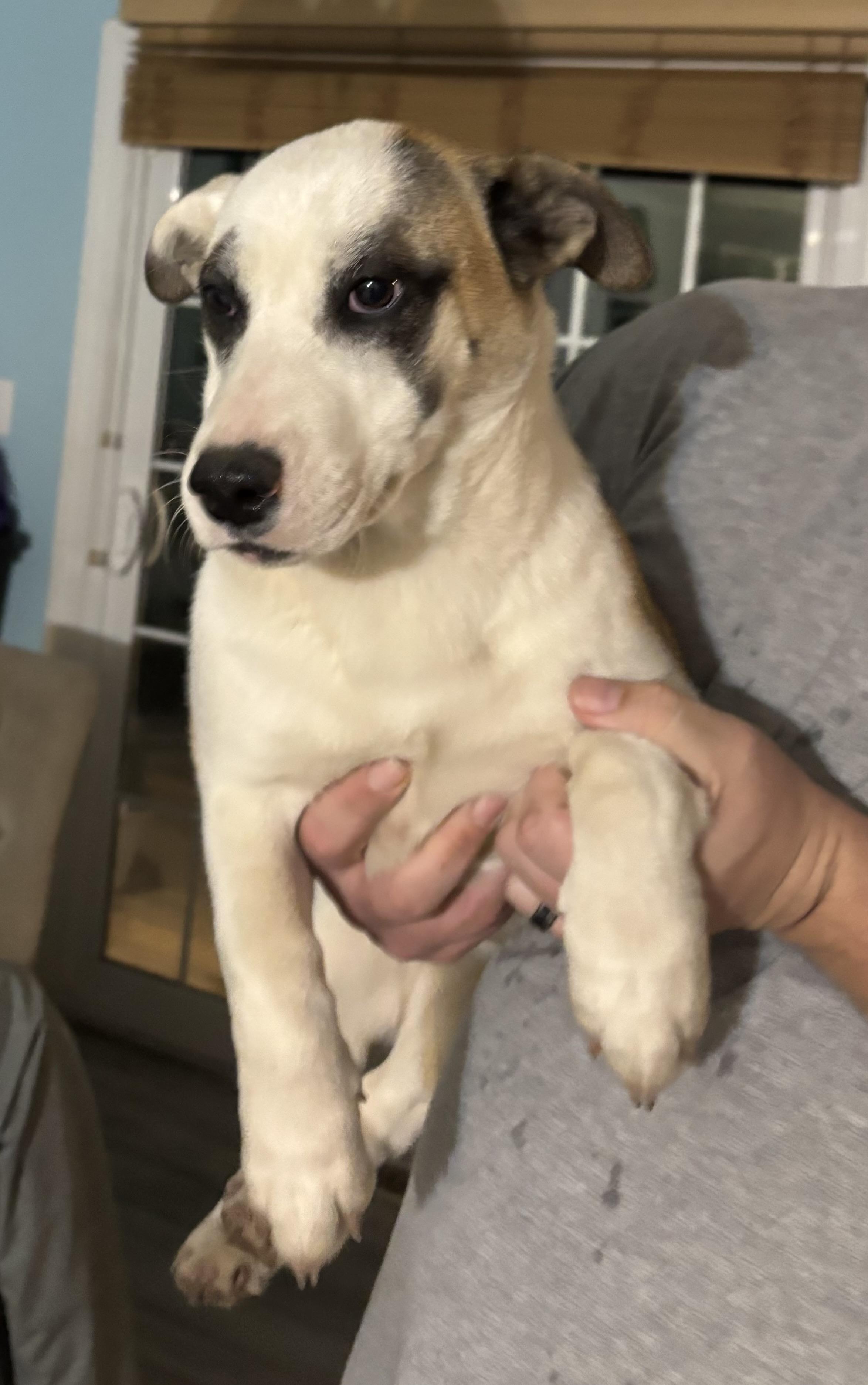 Koa, ADOPTABLE, Puppy Female Corgi.