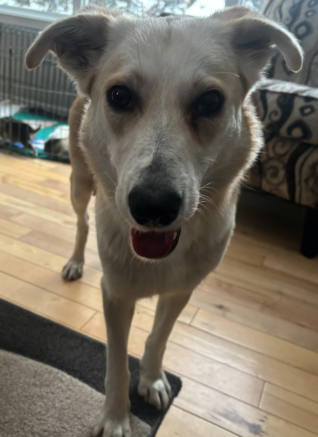 Biggie, a Adoptable mixed breed in Calgary, AB image 1/6