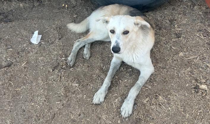 Biggie, a Adoptable mixed breed in Calgary, AB image 2/6