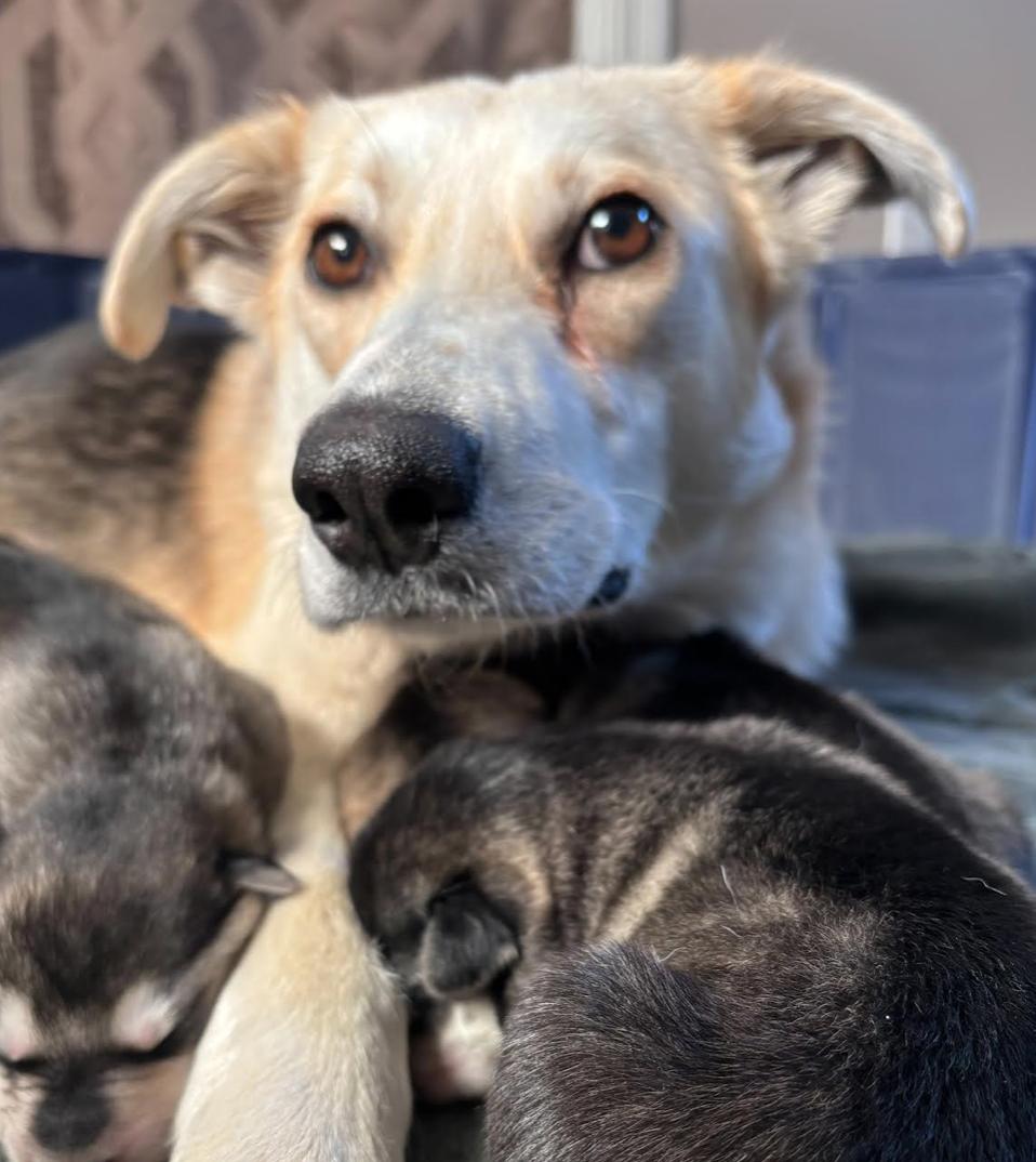 Biggie, a Adoptable mixed breed in Calgary, AB image 3/6