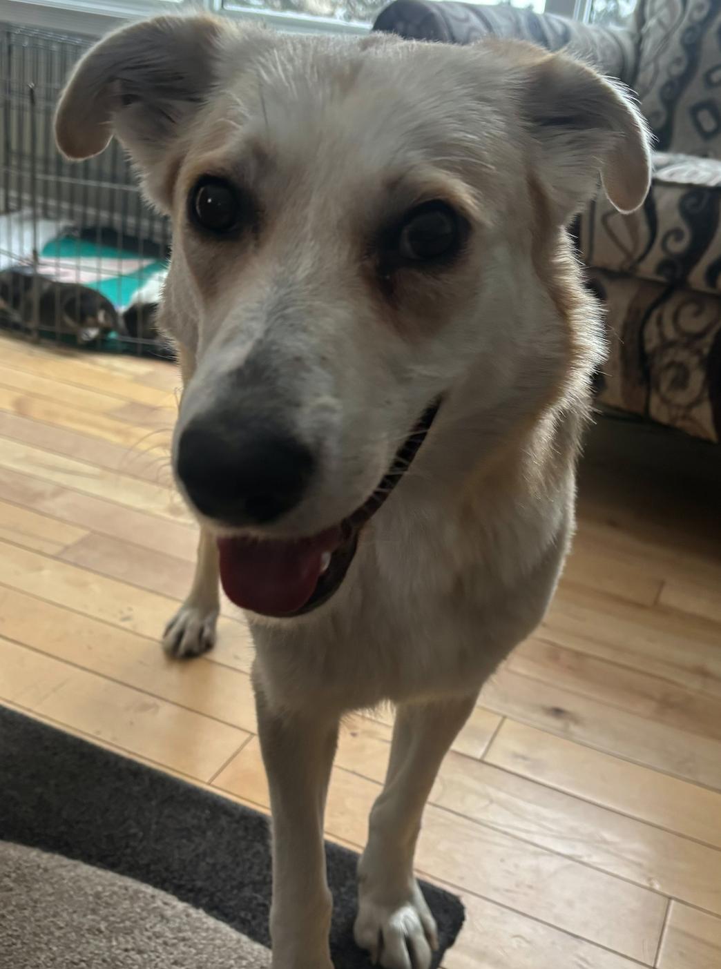 Biggie, a Adoptable mixed breed in Calgary, AB image 4/6