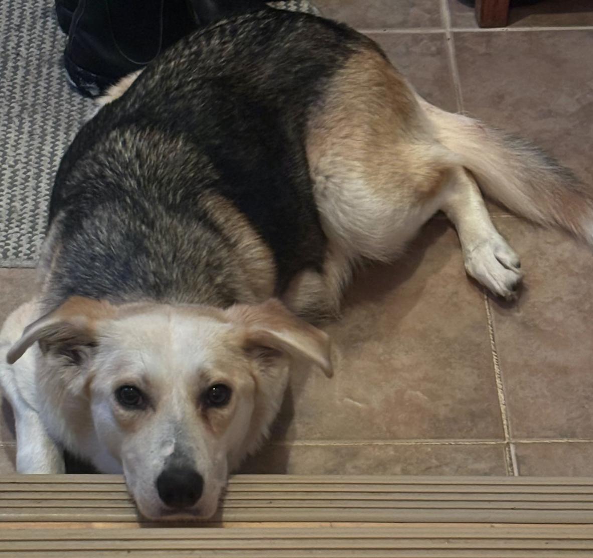 Biggie, a Adoptable mixed breed in Calgary, AB image 5/6