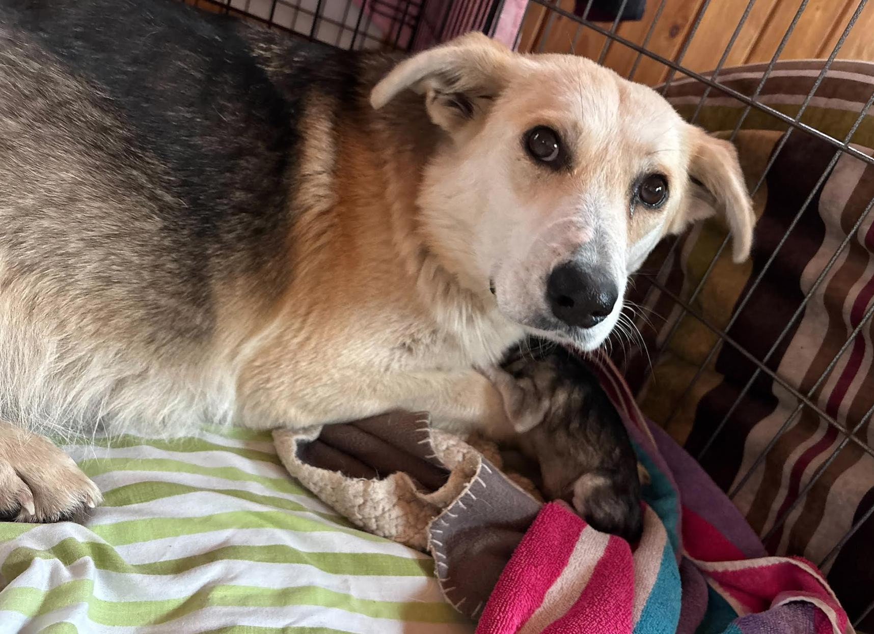 Biggie, a Adoptable mixed breed in Calgary, AB image 6/6