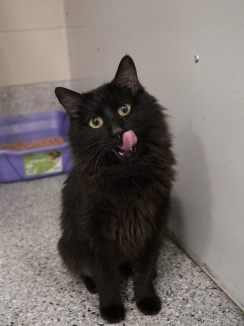 Enlarge BROWNIE, a Adoptable Domestic Medium Hair in Fruit Heights, UT image 1/1