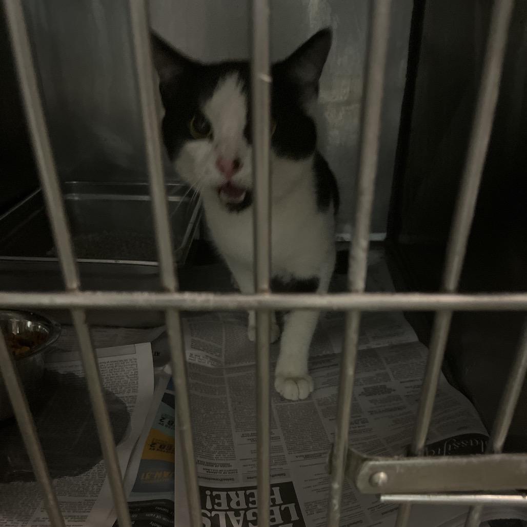 Spade, Adoptable, Young Male Domestic Short Hair.