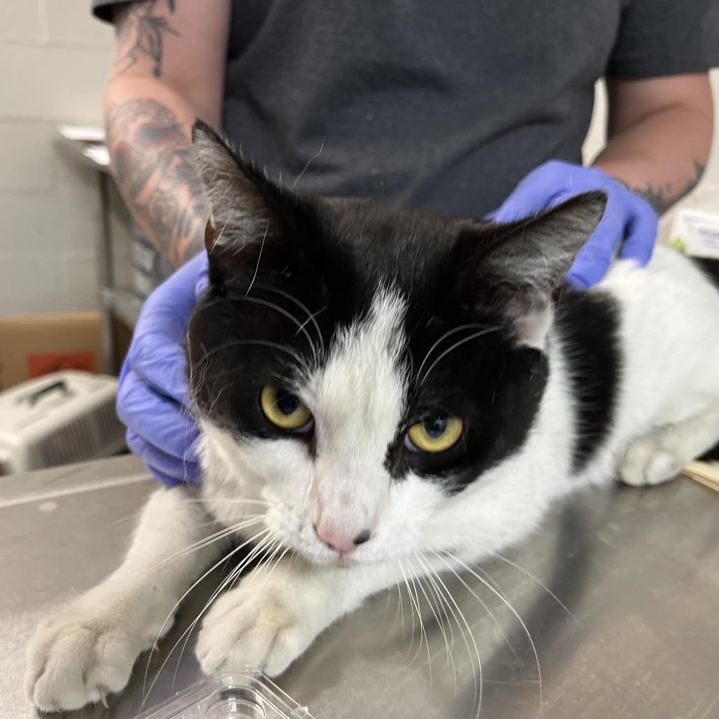 Enlarge Spade, a Adoptable Domestic Short Hair in Clanton, AL image 2/2