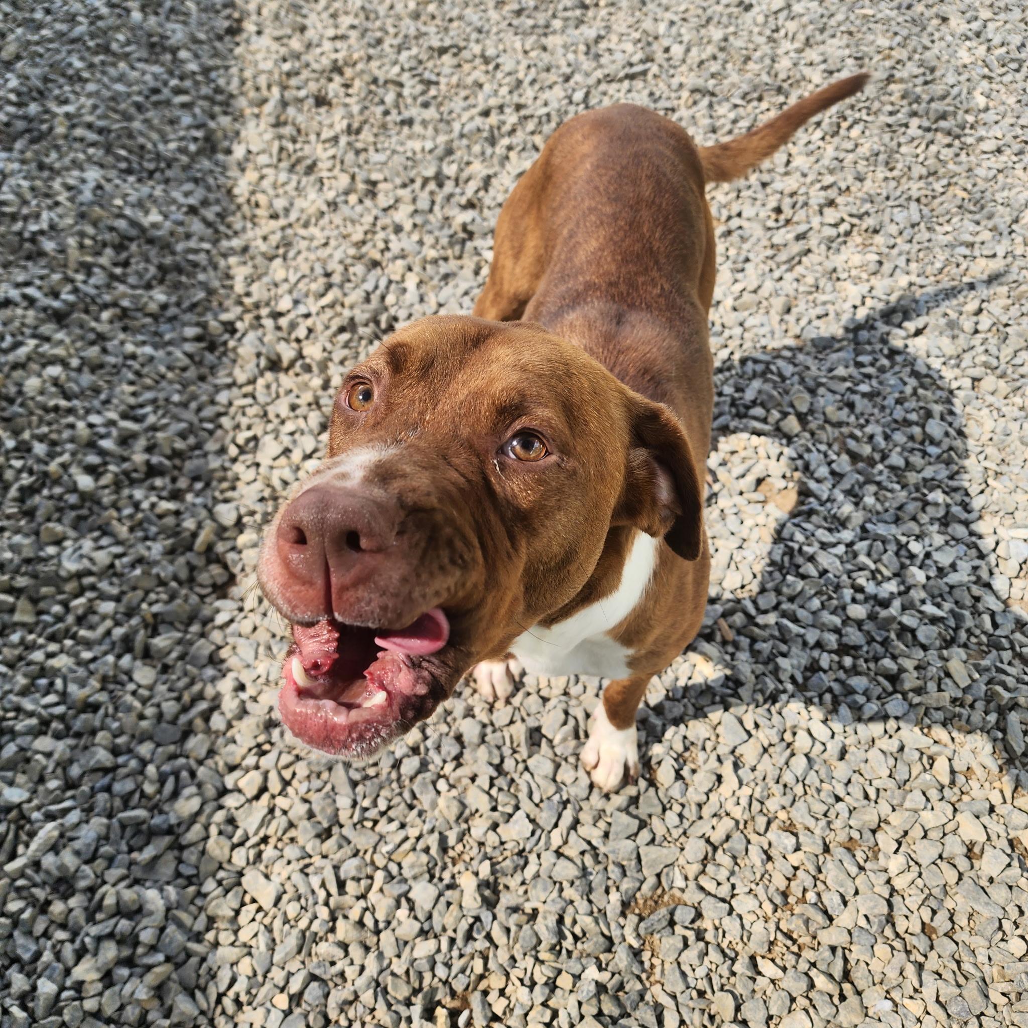 Enlarge Clyde, a Adoptable American Staffordshire Terrier in Chuckey, TN image 3/5