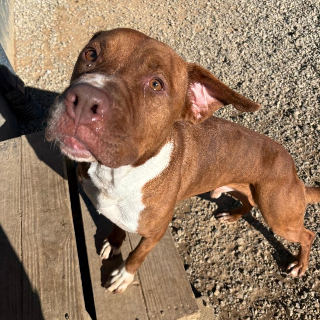Enlarge Clyde, a Adoptable American Staffordshire Terrier in Chuckey, TN image 5/5