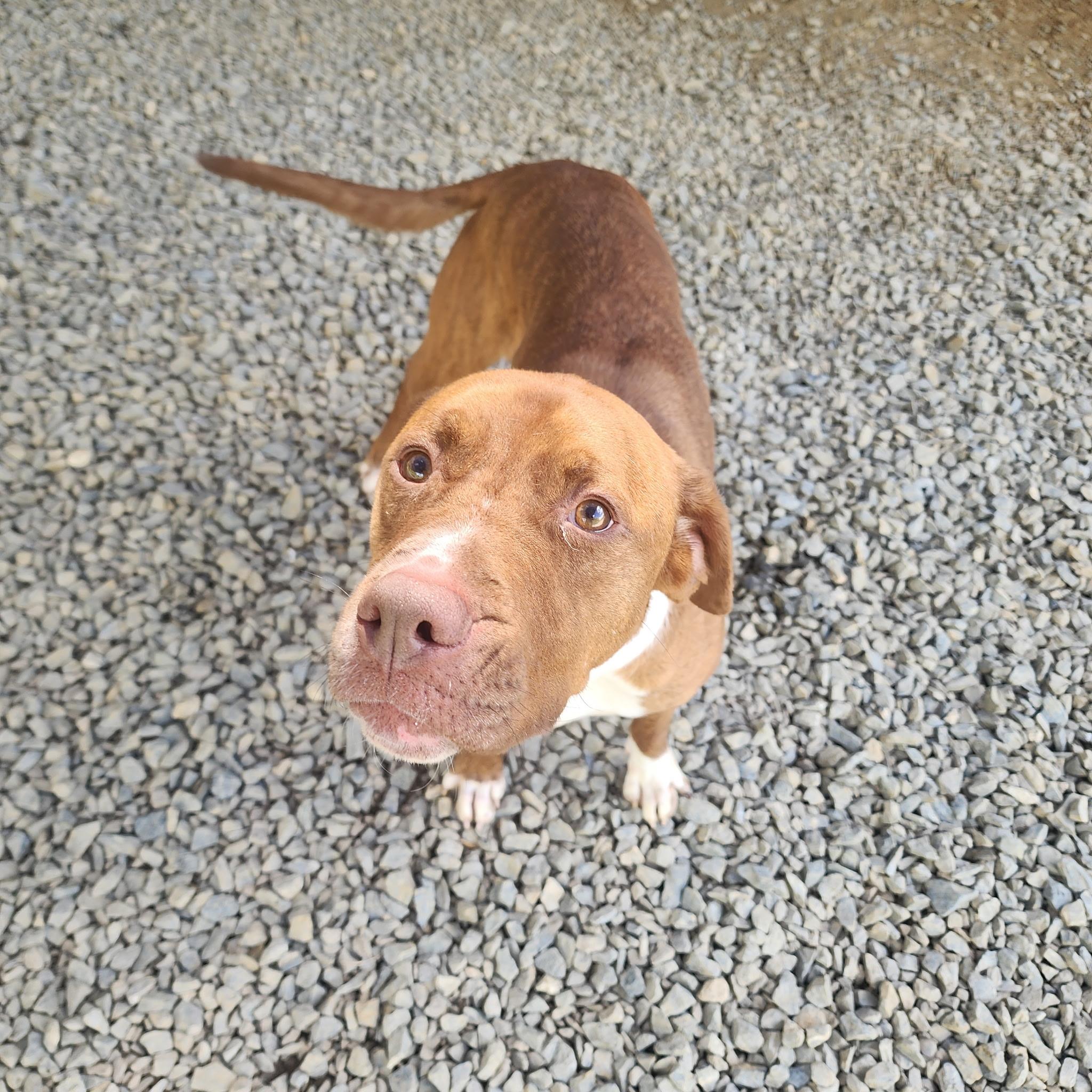 Enlarge Clyde, a Adoptable American Staffordshire Terrier in Chuckey, TN image 4/5