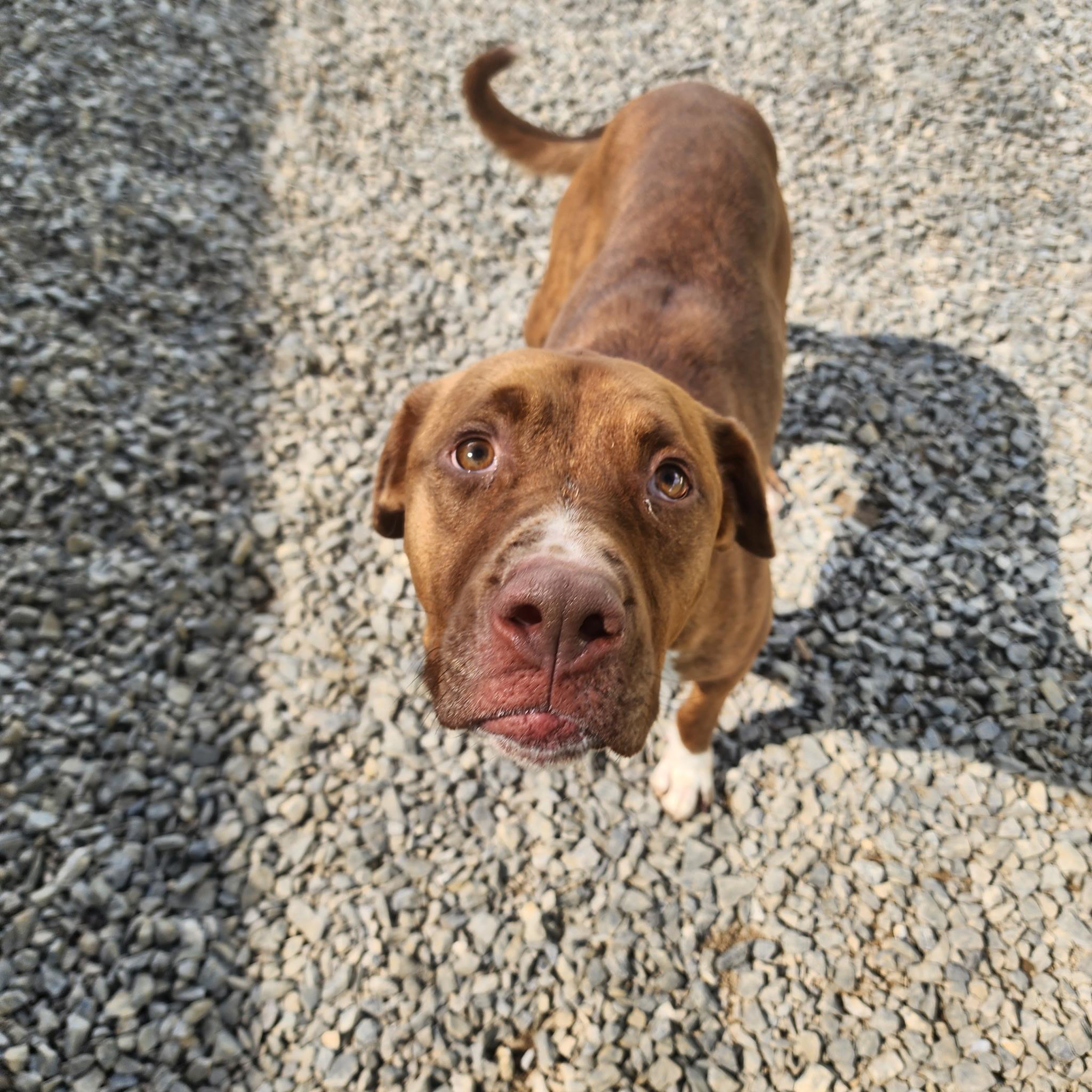 Enlarge Clyde, a Adoptable American Staffordshire Terrier in Chuckey, TN image 2/5