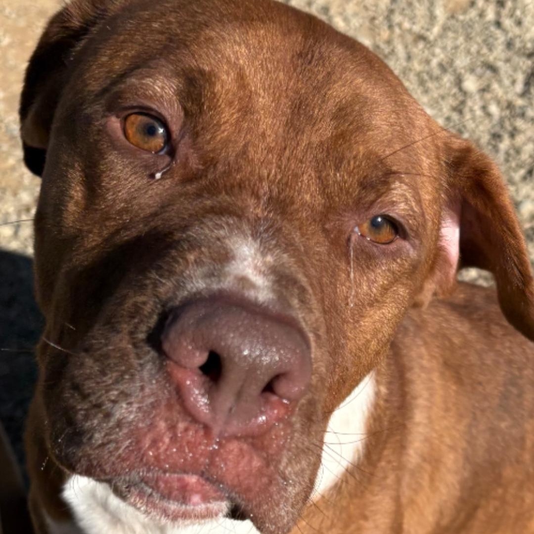 Clyde, Adoptable, Adult Male American Staffordshire Terrier.