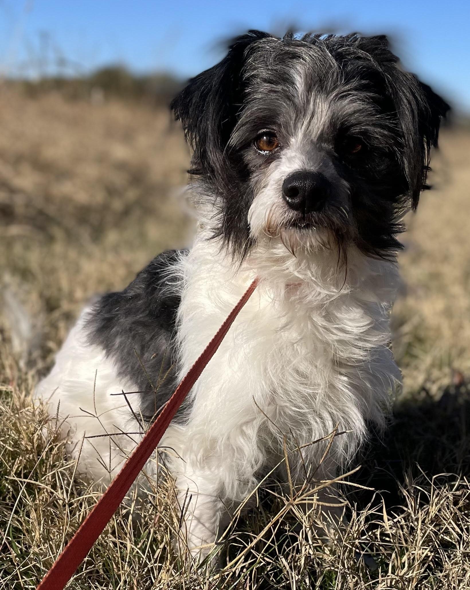 BINKY, an adoptable Havanese in Dallas, TX, 75252 | Photo Image 1